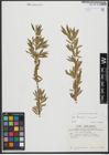 Foto von Salix triandra L. x Salix viminalis L.